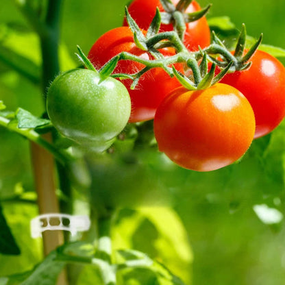 🗜️Klipjes voor klimplanten – Plastic tomatenbinders en plantenbevestigingen 🌱🍅
